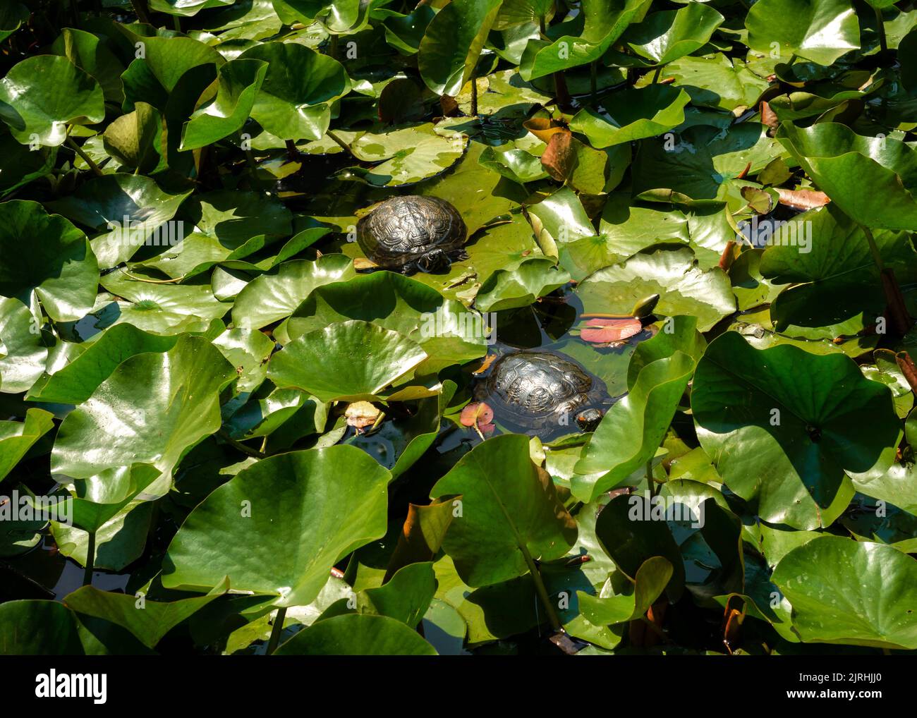 Coppia di tartarughe di terrapieno rosso o rosso-eato Trachemys scripta elegans tra le ninfee d'acqua lascia in stagno in ambiente urbano Foto Stock