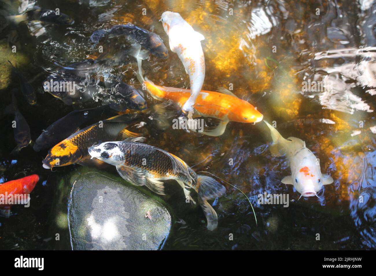 Laghetto di Koi con pesci Koi in attesa di essere nutriti Foto Stock