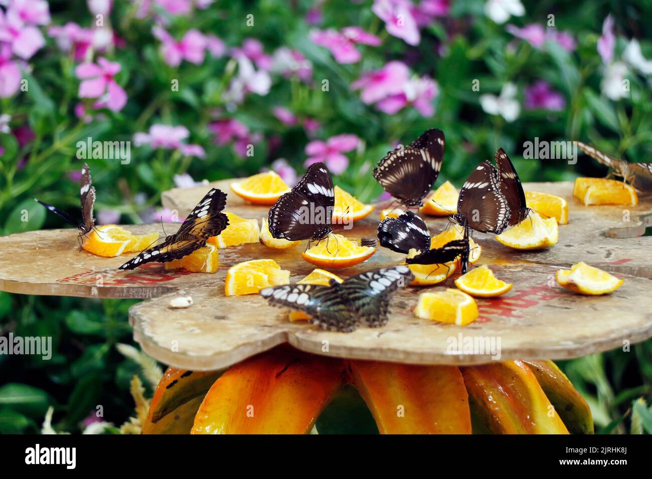 gruppo di farfalle raccolta in un giardino fiorito Foto Stock