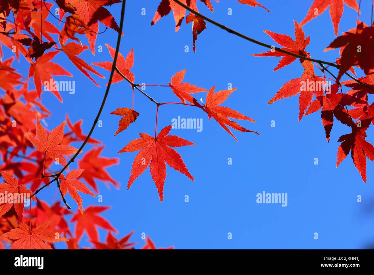 Autunno cielo blu chiaro e rosso foglie di acero giapponese Foto Stock