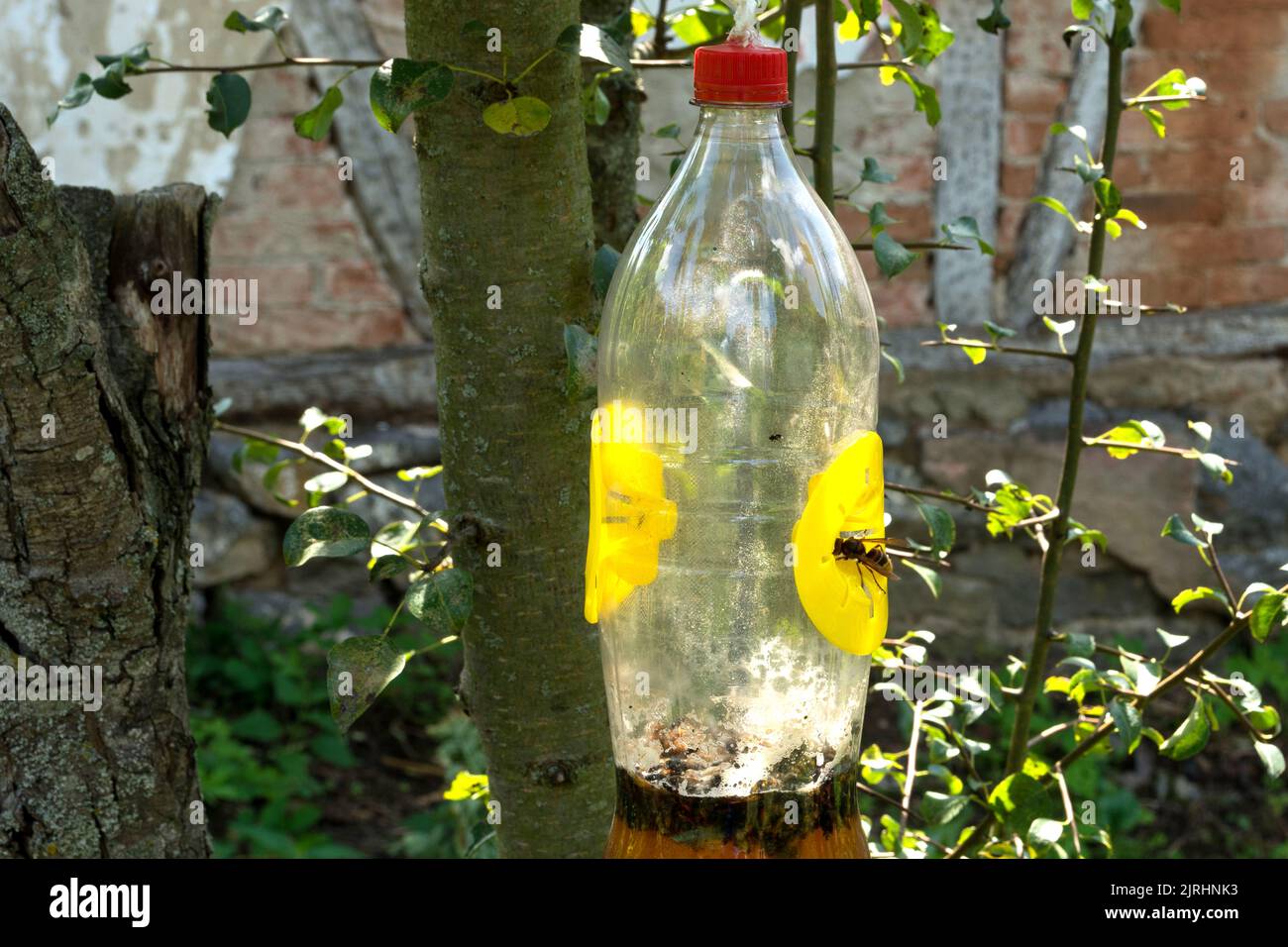 Cattura per vespe e calabroni con birra e aceto come esca. Il calabrone entra nella trappola. Bottiglia appendere su un albero in giardino pieno di cattura. Primo piano Foto Stock