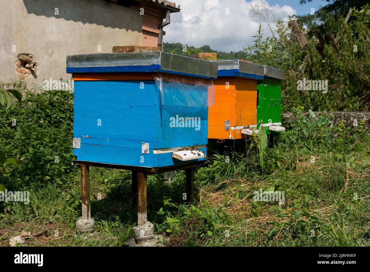 Tre alveari in legno colorato in un apiario in una giornata di sole estate dietro la casa. Il concetto di apicoltura Foto Stock