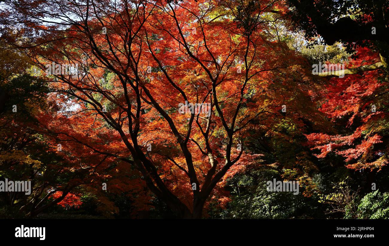 Foresta di foglie d'autunno tinto rosso Foto Stock