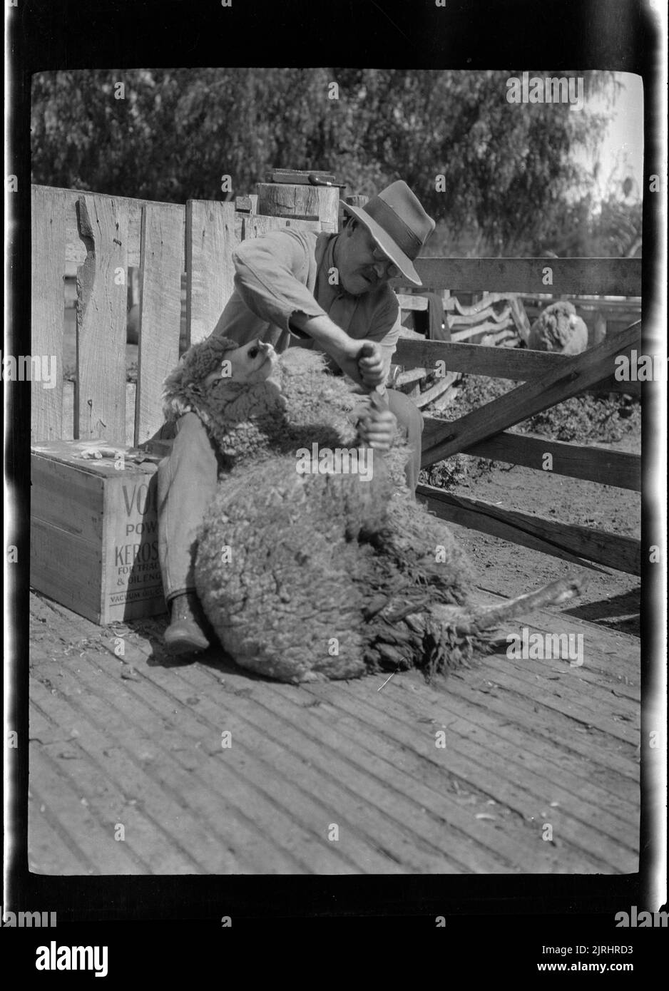 Uomo con una pecora, 1926, Australia, costruttore sconosciuto. Foto Stock