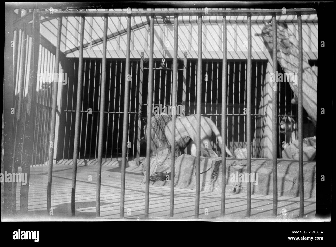 [Lion, Wellington Zoo], dal 1920s al 1930s, Wellington, di Roland Searle. Foto Stock