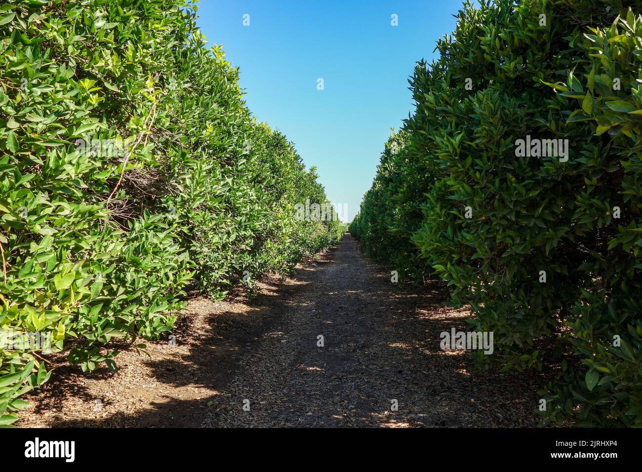 Una vista di un sentiero nel mezzo di arance in crescita su una fattoria Foto Stock