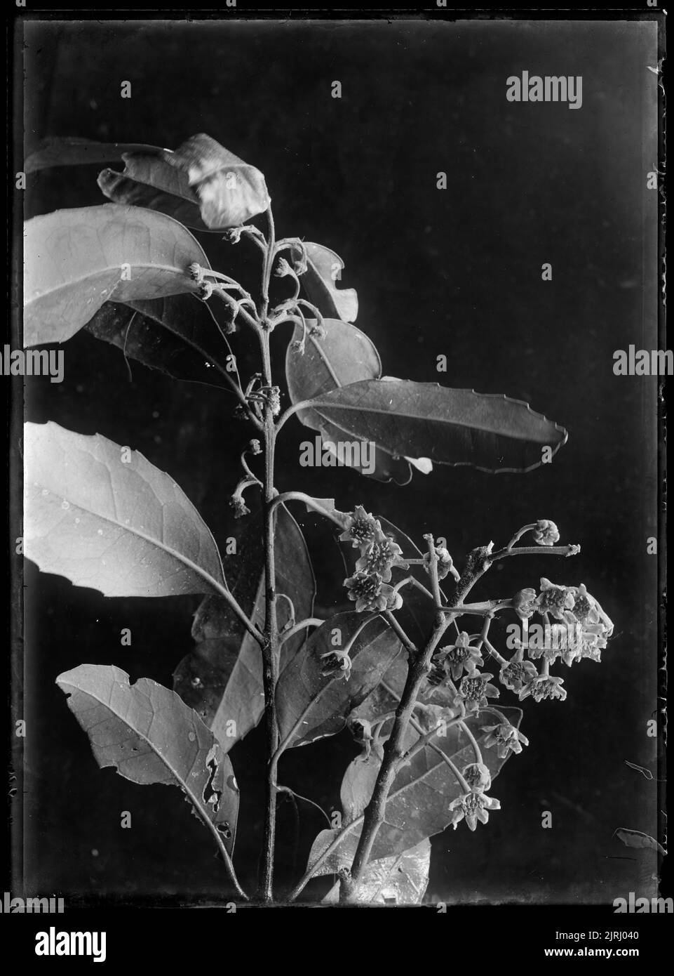 Hedycarya arborea, circa 1910, di Fred Brockett. Foto Stock