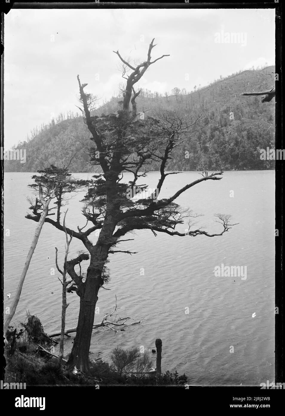 Crail Bay - con albero nativo sul bordo dell'acqua, 1908, di Fred Brockett. Foto Stock