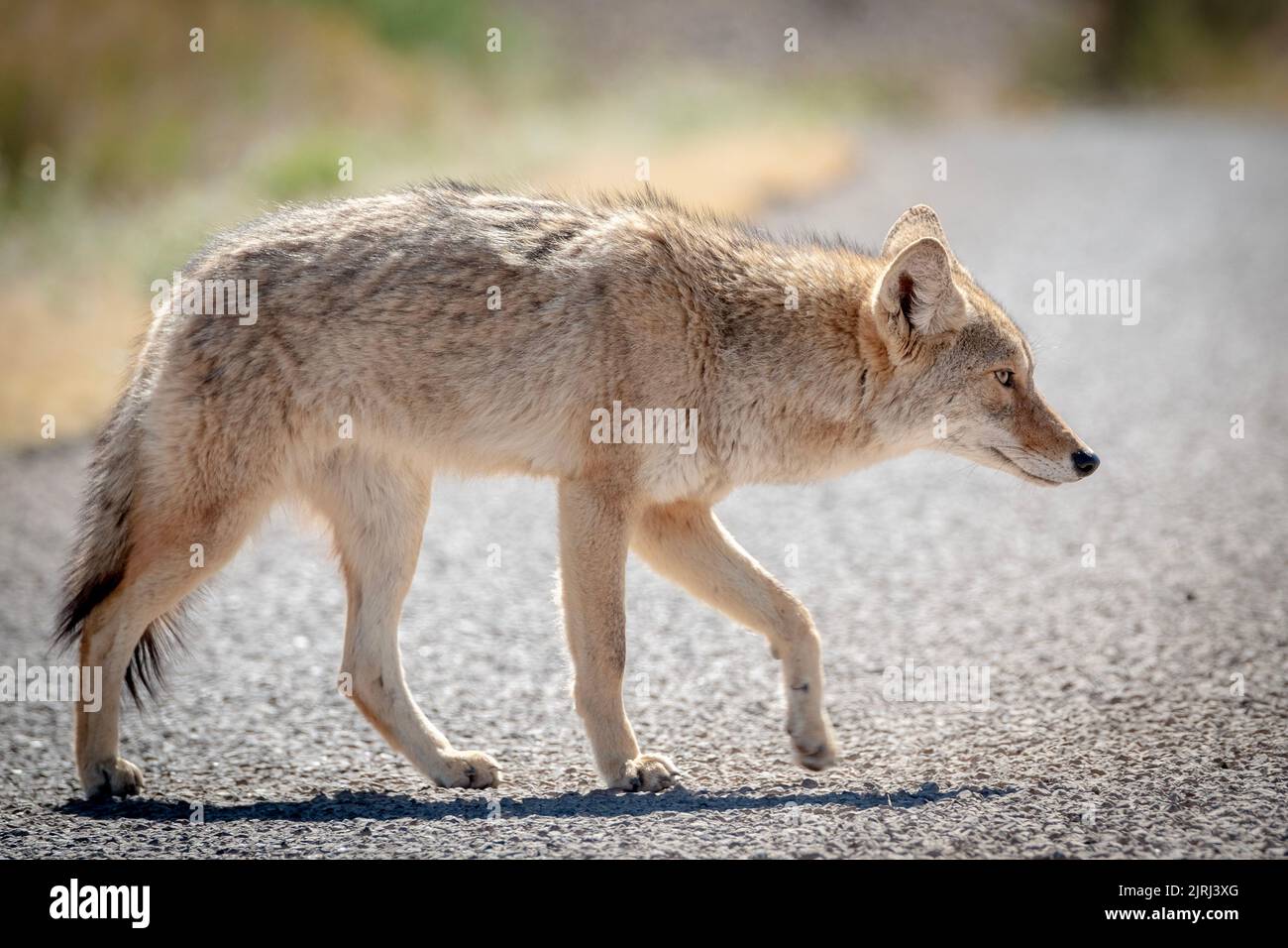 Una giovane coyote che attraversa silenziosamente la strada Foto Stock