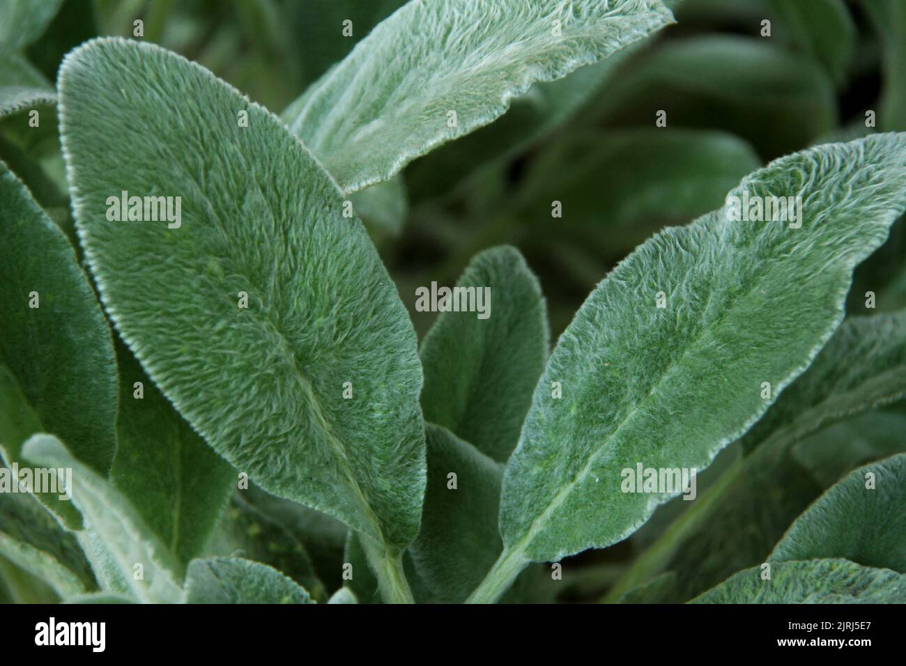 Foglie di Stachys byzantina (orecchio dell'Agnello) Foto Stock