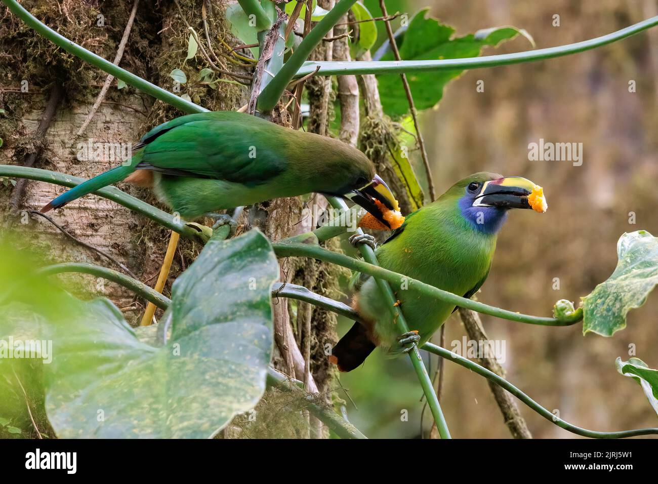 I toucanets di Smeraldo (Aulacorhynchus prasinus) che si trovano su un ramo della foresta nuda di Santa Elena, Costa Rica Foto Stock