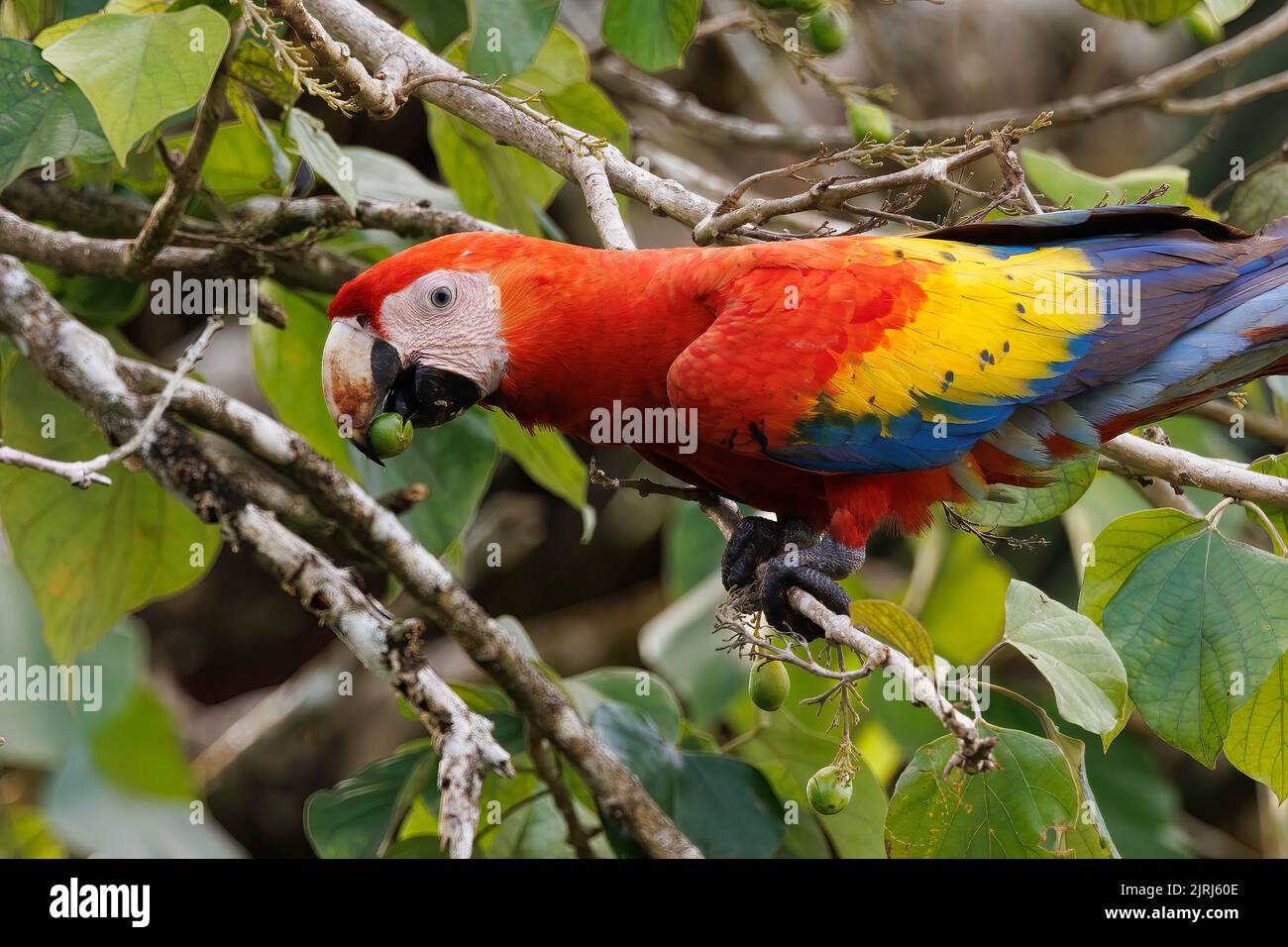 Macaw Scarlet colorato (Ara macao) che si appollaiano e mangiano su un ramo, riva del fiume Tortuguero, parco nazionale di Tortuguero, Costa Rica Foto Stock