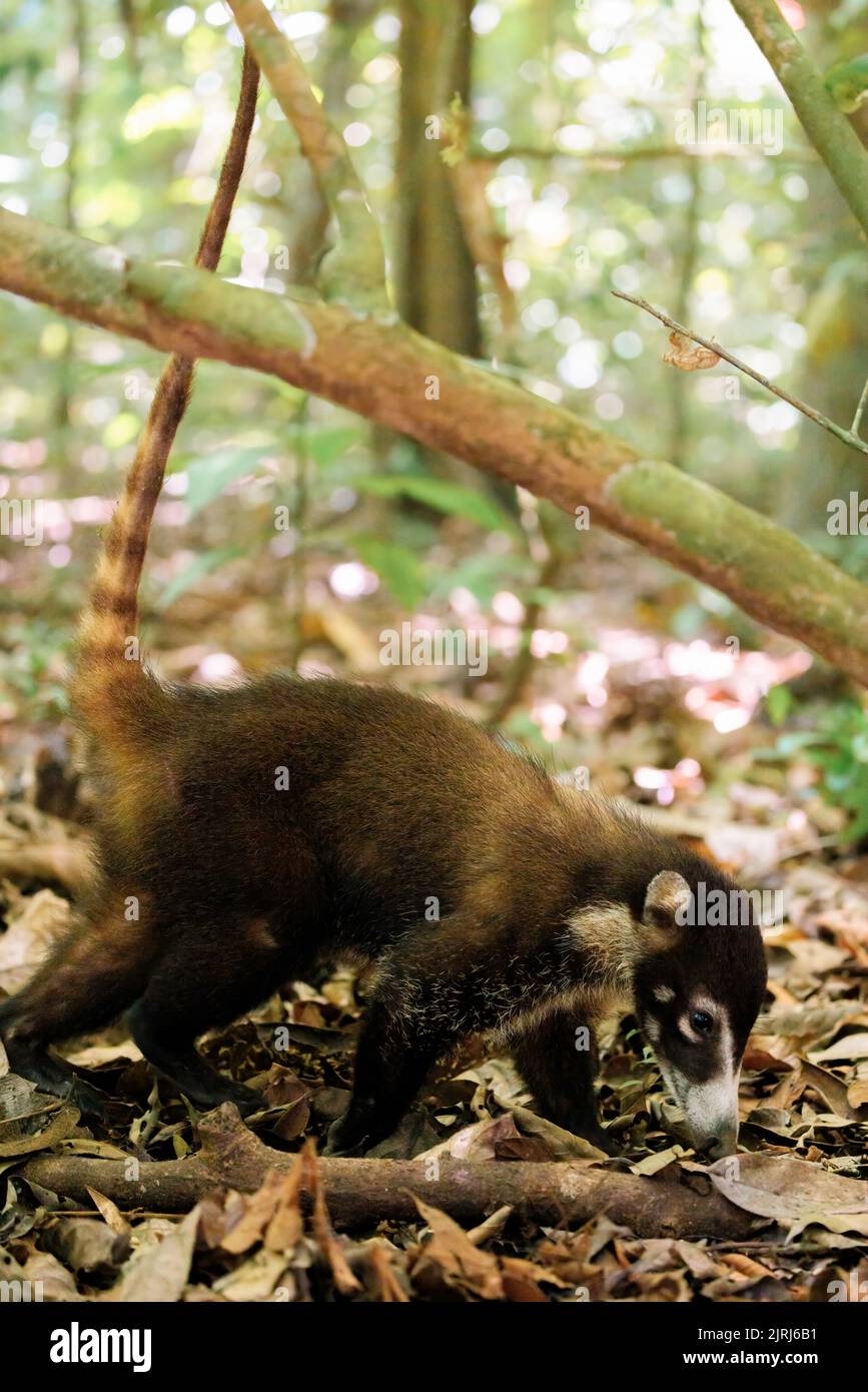 Wild Coati (Nausa) girovagando nel parco nazionale di Corcovado, penisola di Osa, Costa Rica Foto Stock