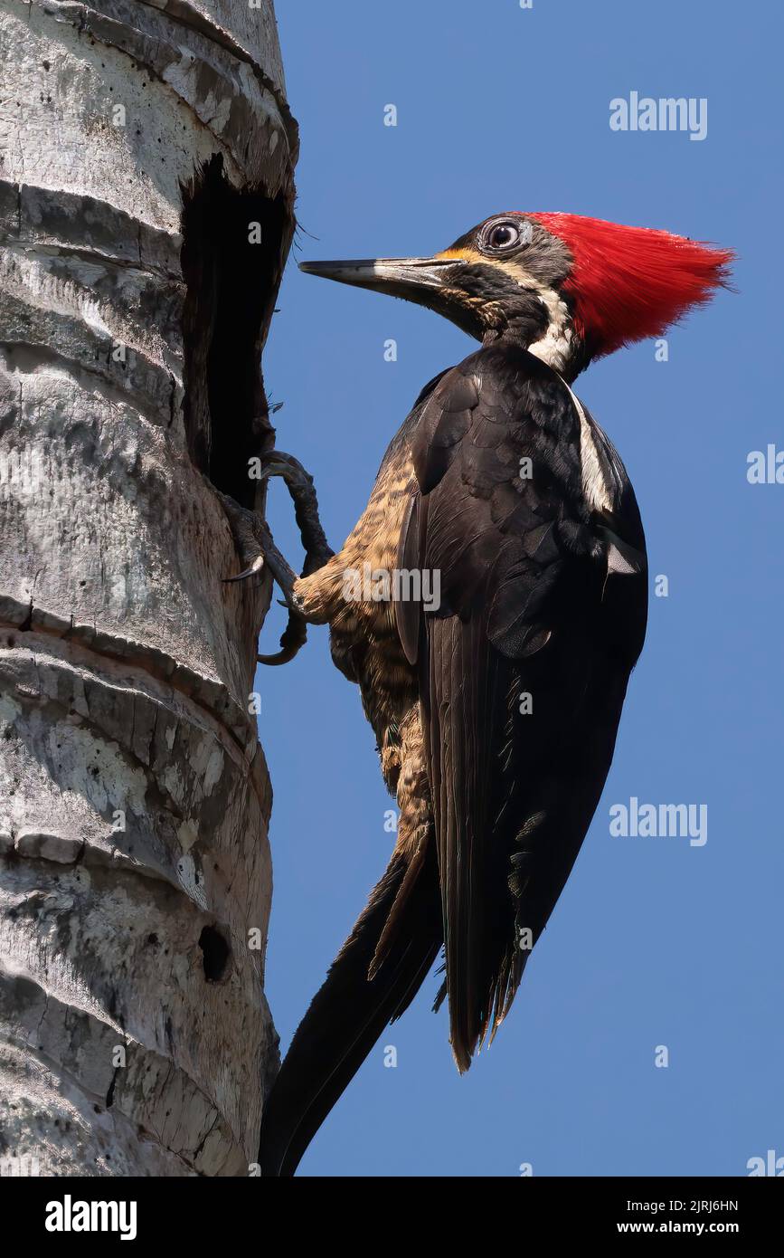 Picchio lineato (Dryocopus lineatus) che si erigono all'ingresso del suo nido a Playa Blanca vicino a Puerto Jimenez, penisola di Osa, Costa Rica Foto Stock