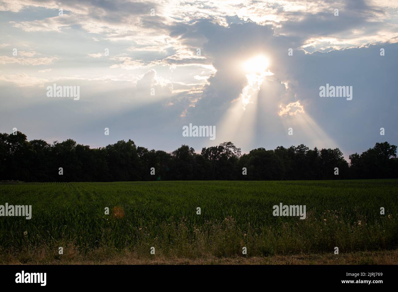 Uno scatto panoramico di un campo verde e di una foresta con il sole della sera che splende attraverso le nuvole Foto Stock
