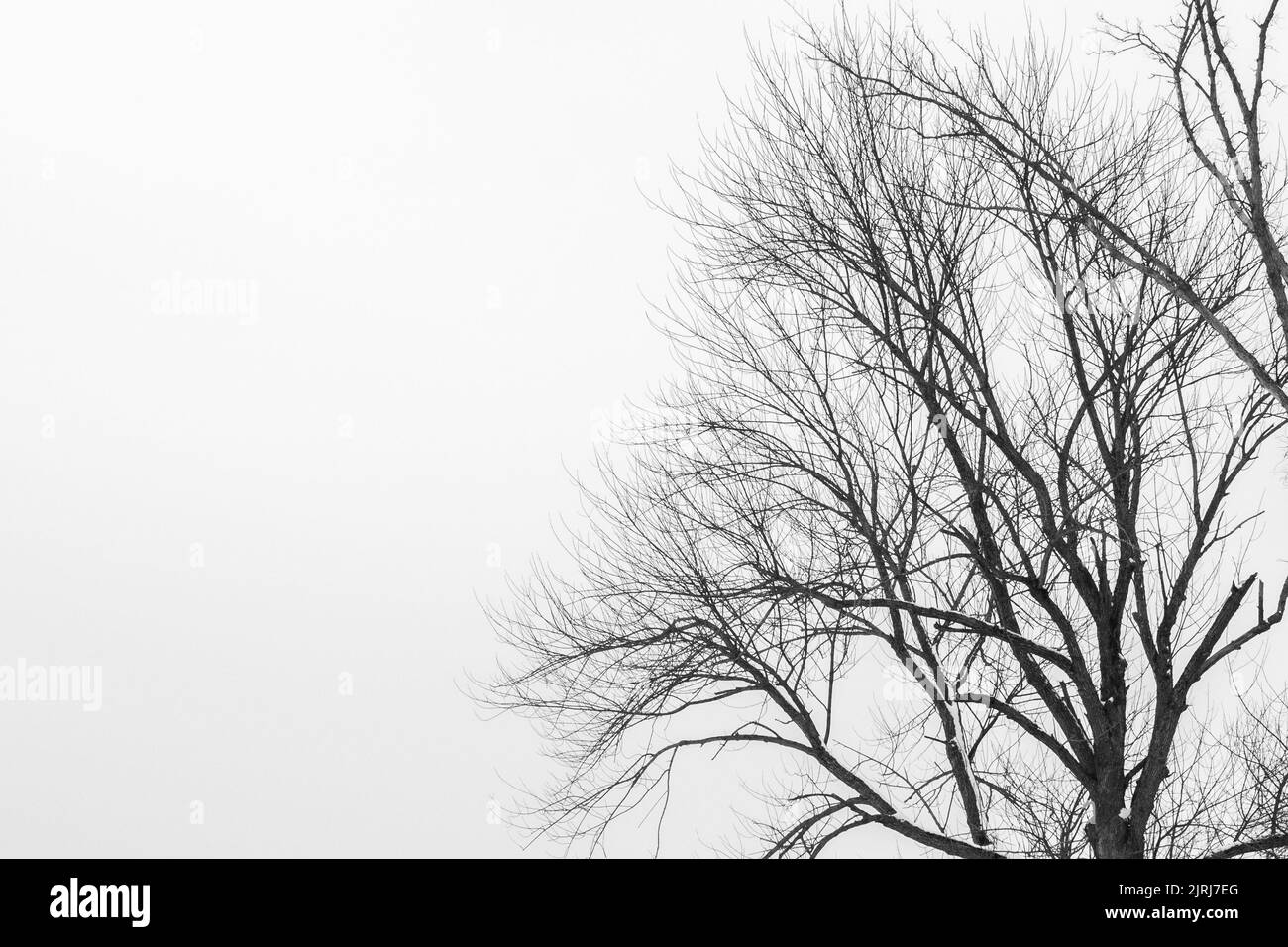 Uno scatto creepy di un albero frondoso rami coperti di neve in scala di grigi Foto Stock