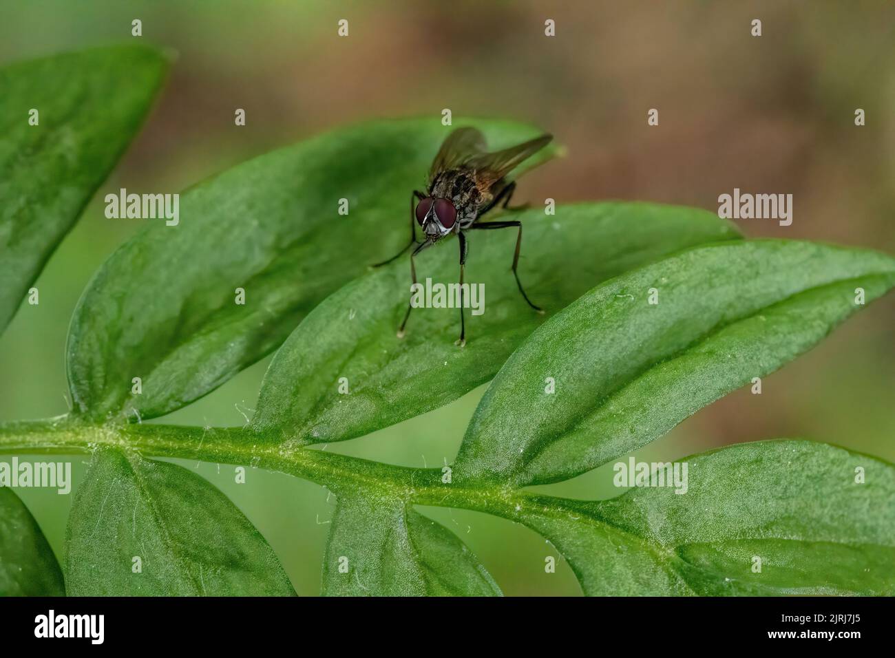 Primo piano di mosca sulle foglie verdi della scala di jacob. Foto Stock