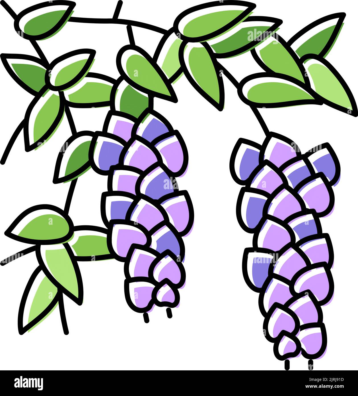 illustrazione vettoriale dell'icona a colori wisteria liana Illustrazione Vettoriale