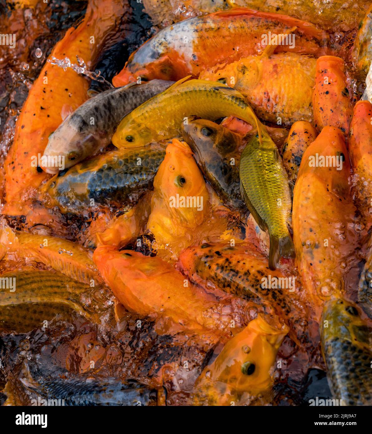 Koi Swarming in cima alla piscina in cerca di cibo. Foto Stock