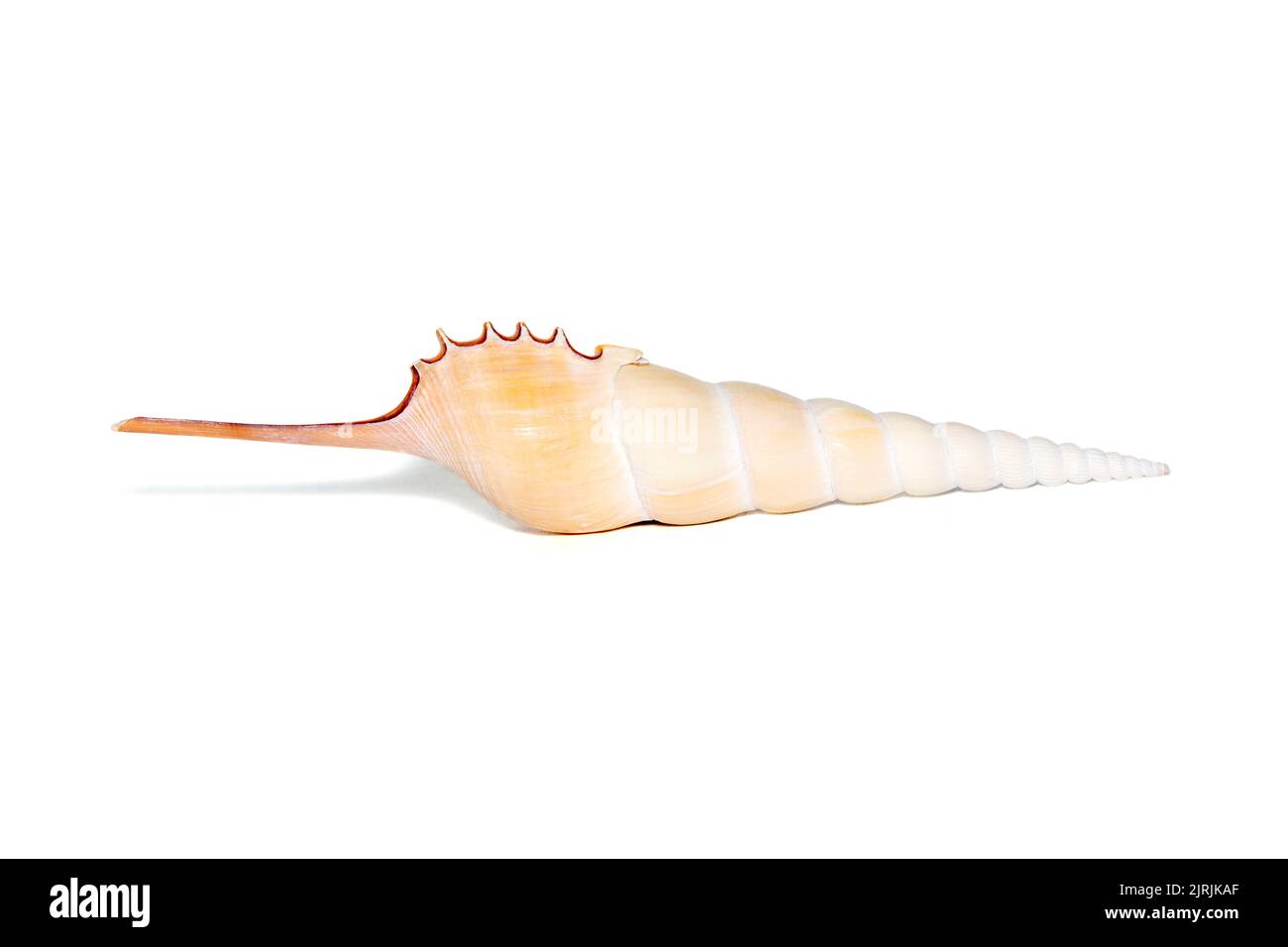 Immagine delle conchiglie di Tibia Fusus (tibia fuso o gasteropode di tibia shinbone) su sfondo bianco. Conchiglie marine. Animali sottomarini. Foto Stock