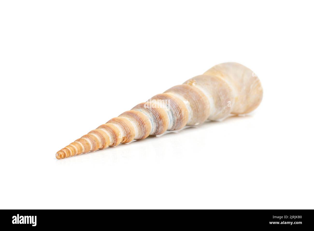 Immagine del guscio a cono appuntito (Terebridae) su sfondo bianco. Animali sottomarini. Conchiglie marine. Foto Stock