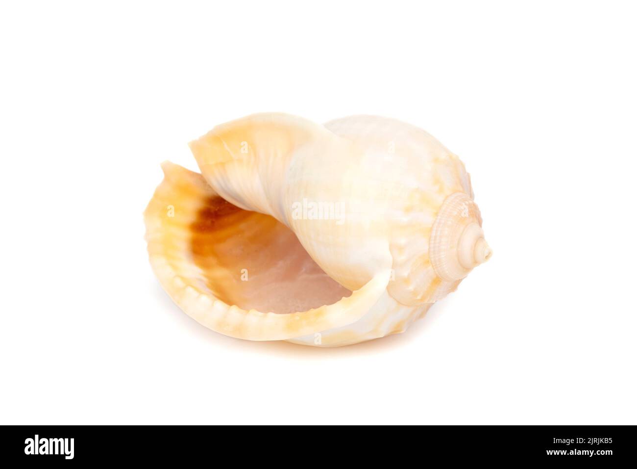 Immagine delle conchiglie del cofano grigio (Phalium glaucum) su sfondo bianco. Animali sottomarini. Conchiglie marine. Foto Stock