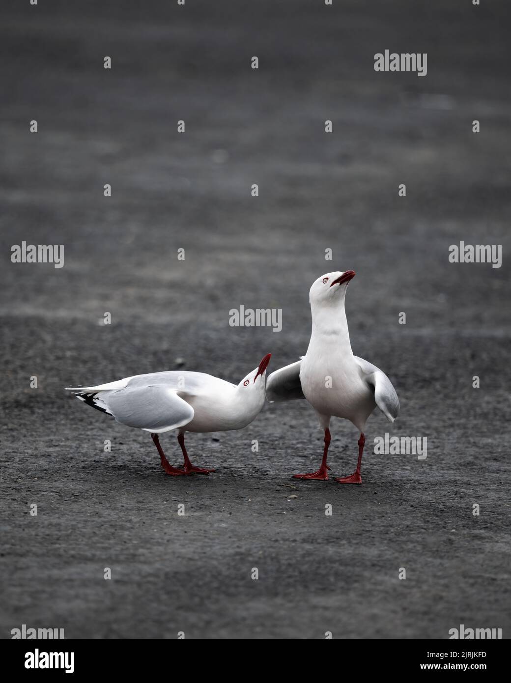 Due gabbiani dal fatturato rosso che squabbellano sul parcheggio. Otago Penninsula. Formato verticale. Foto Stock