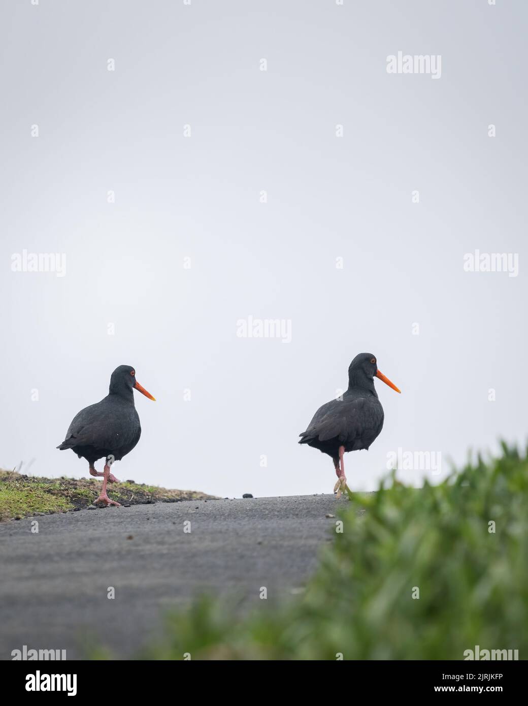 Due oystercatchers che camminano sul vialetto, la Penisola di Otago. Formato verticale. Foto Stock