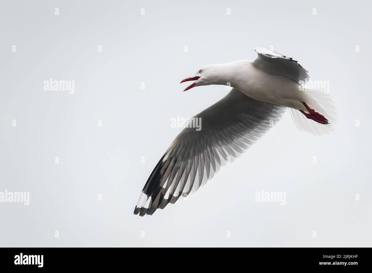 Gabbiano con fattura rossa in volo. Penisola di Otago. Foto Stock