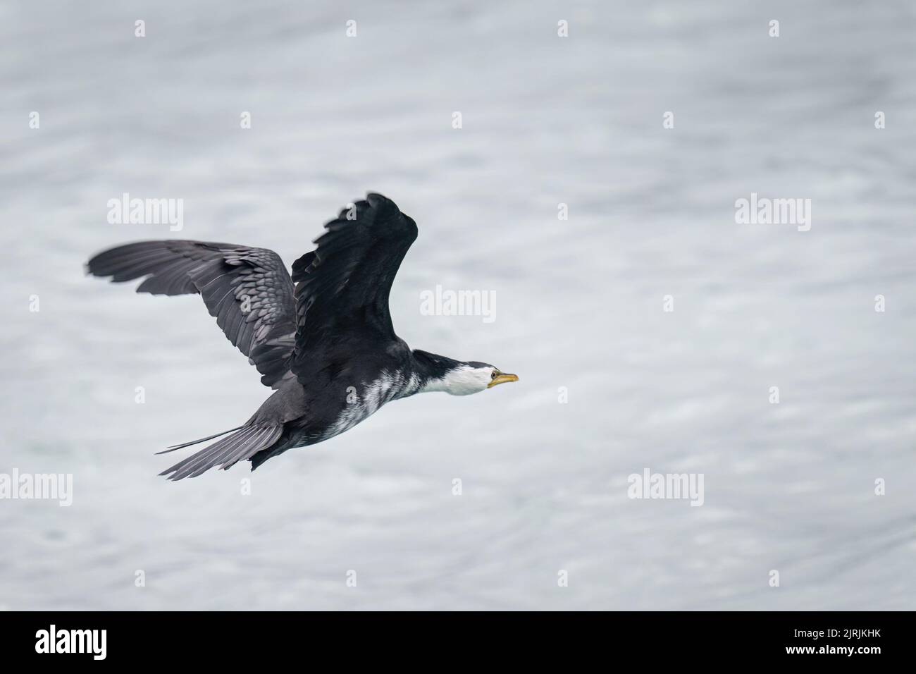 Pied shag in volo, Penisola di Otago. Foto Stock
