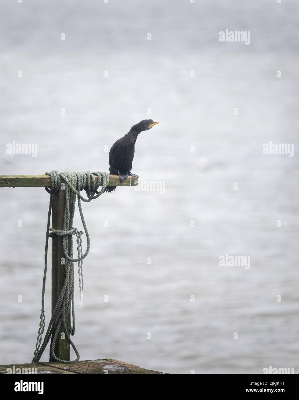 Uno shag nero appollaiato su un molo e che perlustra le acque. Penisola di Otago. Formato verticale. Foto Stock