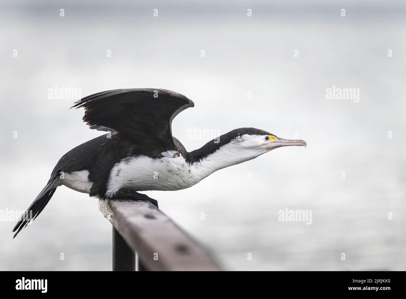 Uno shag arroccato su una ringhiera di legno, pronto a prendere il volo, la Penisola di Otago. Foto Stock