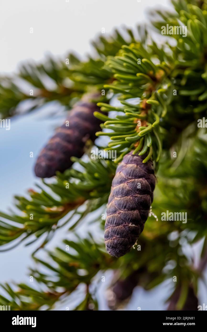 Montagna Hemlock, Tsuga mertensiana, che si trova su creste subalpine di Evergreen Mountain, Cascade Range, Mt. Baker-Snoqualmie National Forest, Washington Foto Stock