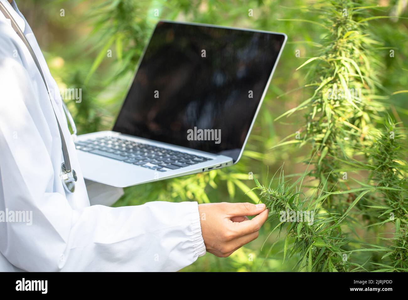 Lo scienziato monitora e analizza le piante di cannabis, firma i risultati con il portatile in serra, concetti di medicina alternativa, erbe, olio CBD, i farmaceutico Foto Stock