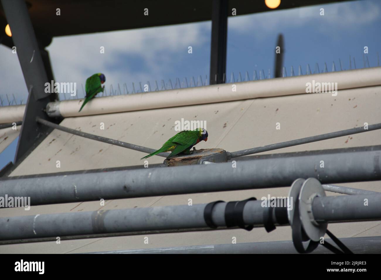 Due pappagalli verdi selvatici seduti in cima a misure anti-uccelli a Sydney, Australia Foto Stock