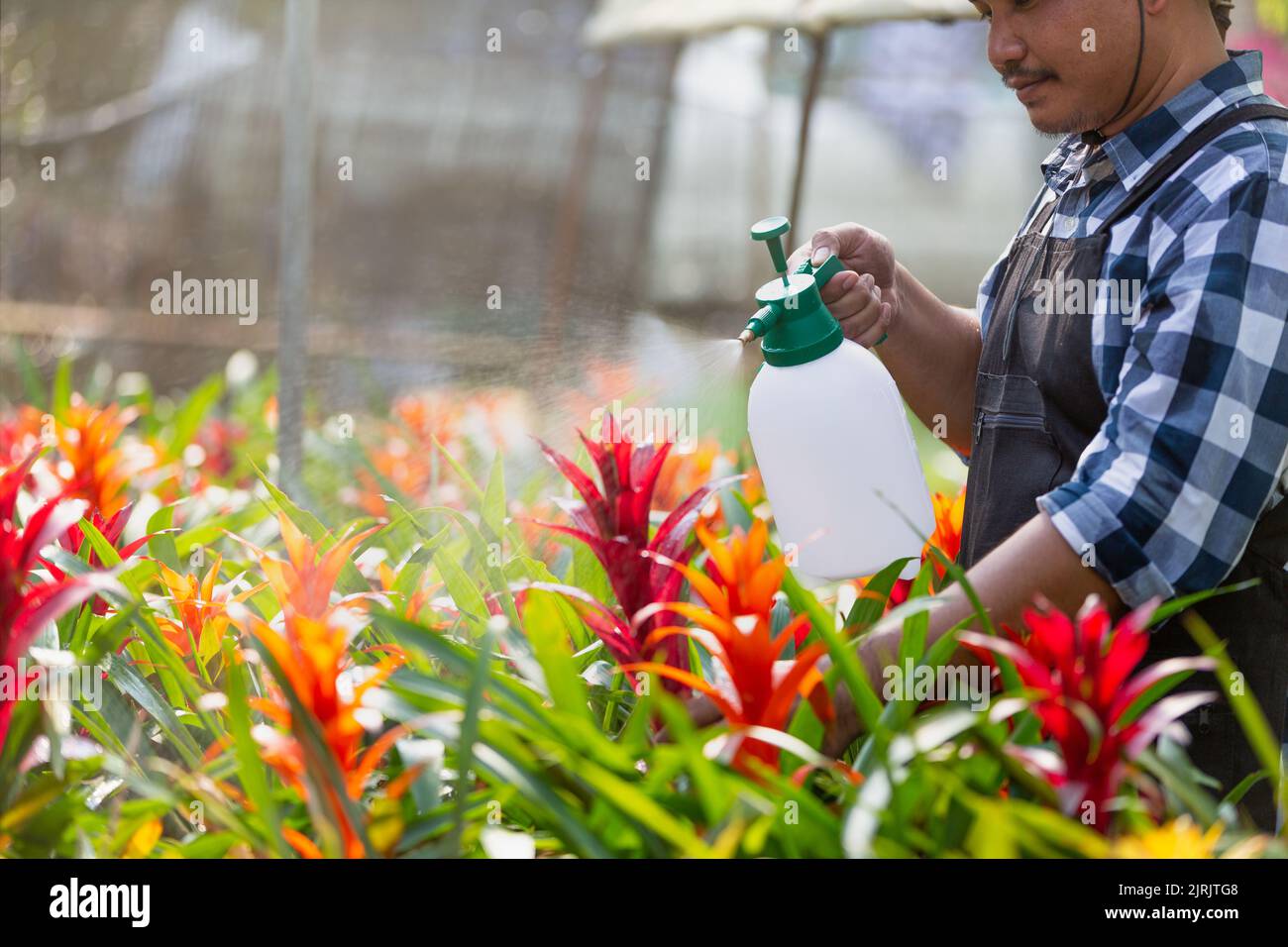 Gli uomini giardiniere prendersi cura dei fiori di rosso in pentole in serra Foto Stock