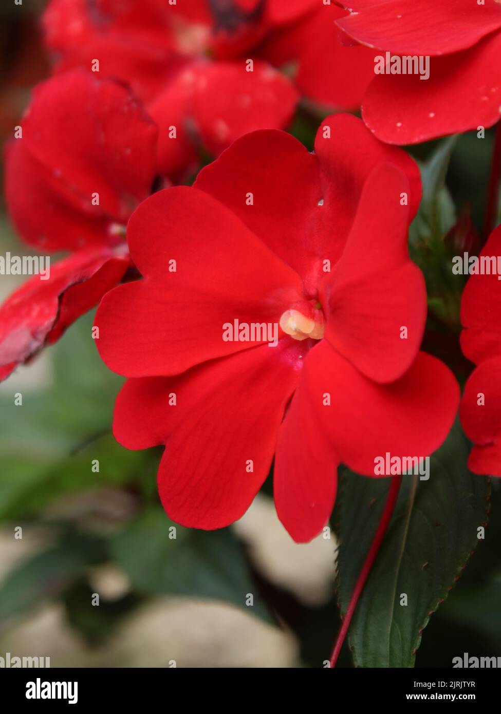 Fiore rosso di Impatiens walleriana variazione ornamentale Foto Stock