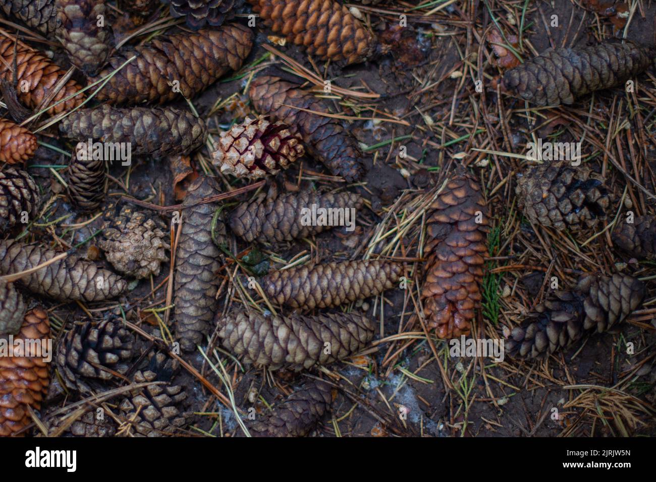 lo sfondo dei coni di abete è molto bello Foto Stock
