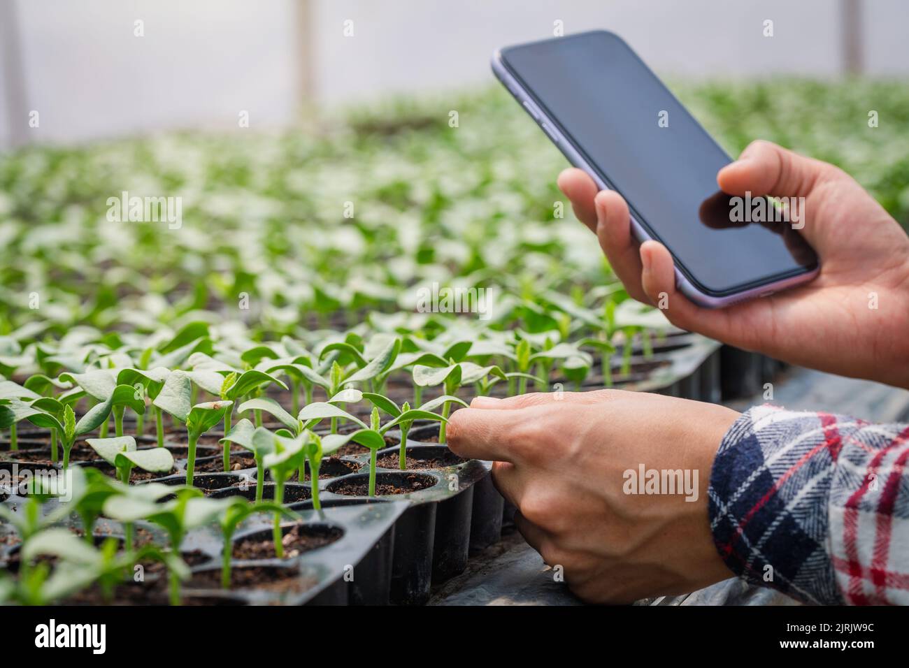 Le mani del coltivatore stanno analizzando la crescita di piantine di melone nell'azienda agricola. Foto Stock