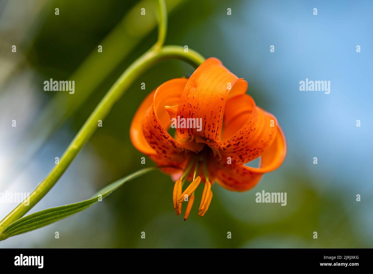 Fiore di Lilium carniolicum che cresce in prato, macro Foto Stock