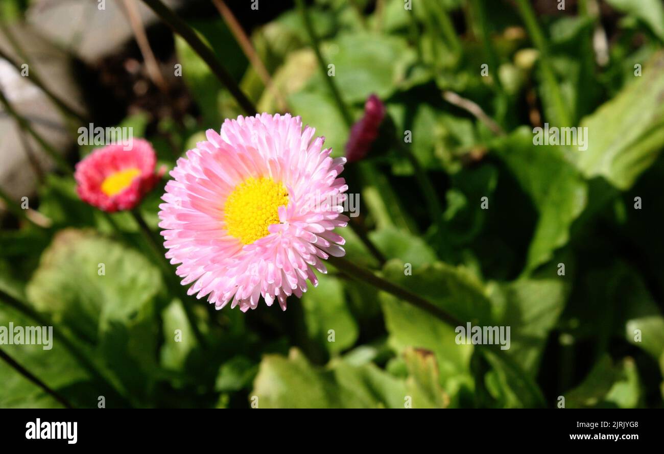 Fiore rosa di comune margherita o prato margherita o inglese margherite o bruisewort o woundwort (Bellis perennis) primo piano Foto Stock