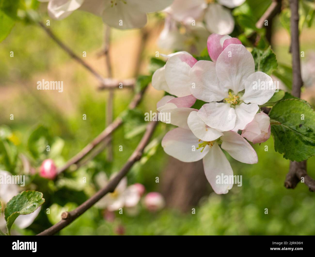 Apple Blossom nel giardino di primavera Foto Stock