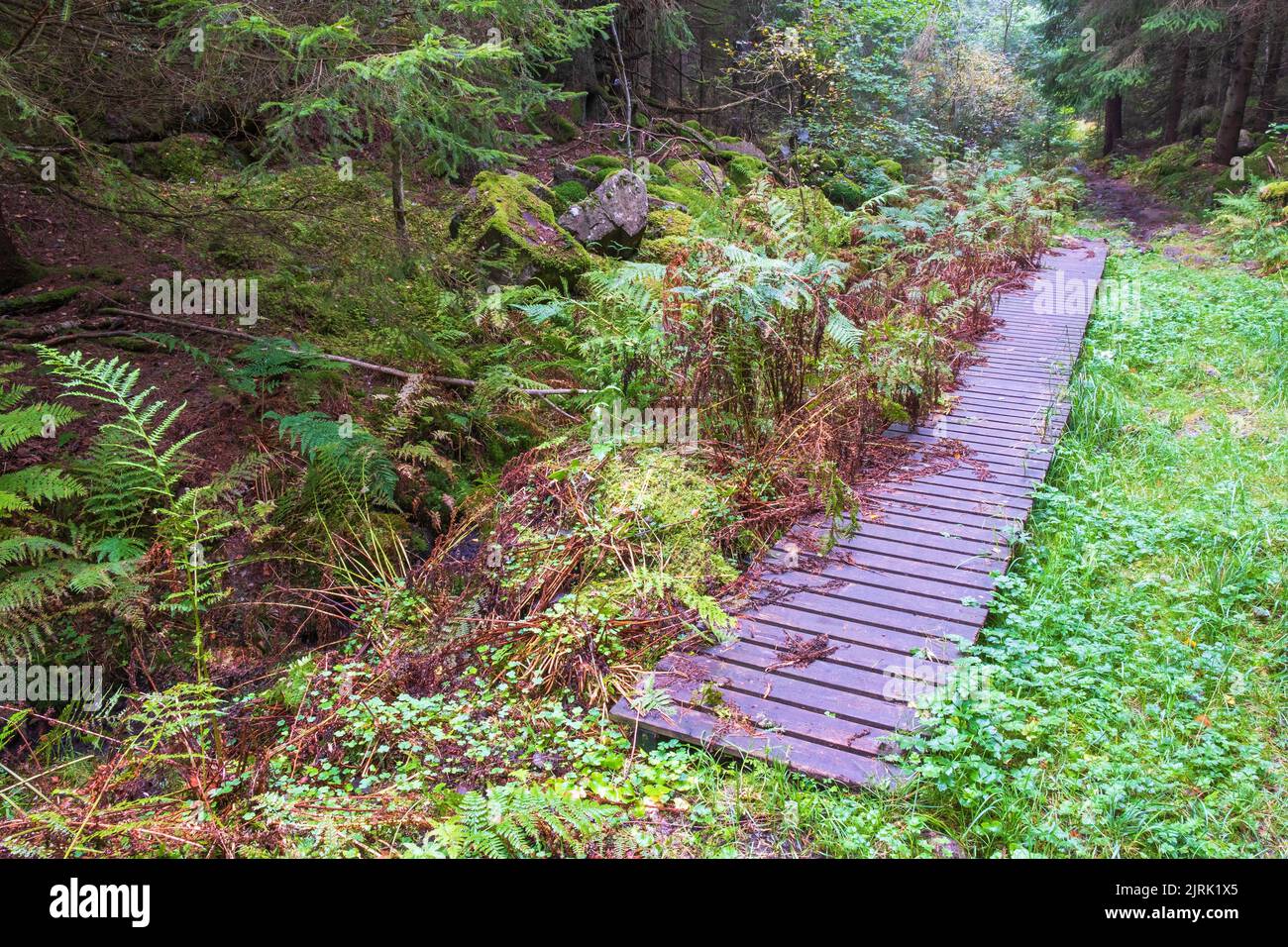 Sentiero escursionistico in una foresta di conifere Foto Stock