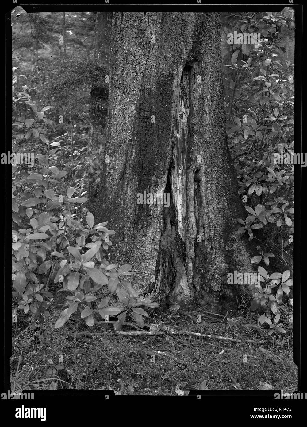 New Zealand Native Tree - il Patriarca, maggio 1950, Nuova Zelanda, di J.W. Chapman-Taylor. Foto Stock