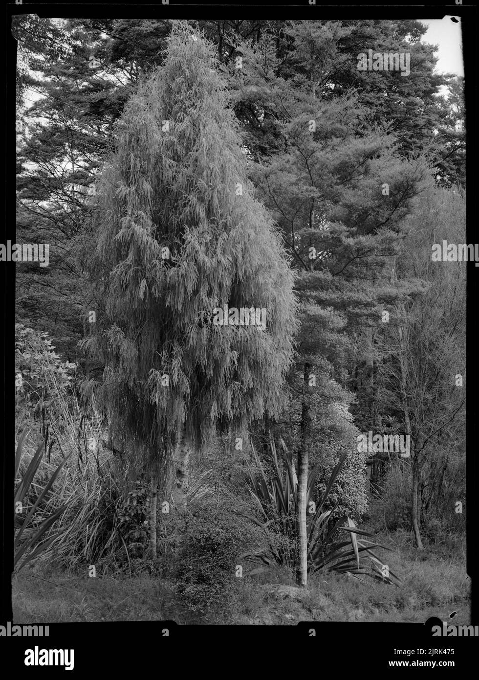 New Zealand Native Tree Growth - il Patriarca, maggio 1950, Nuova Zelanda, di J.W. Chapman-Taylor. Foto Stock