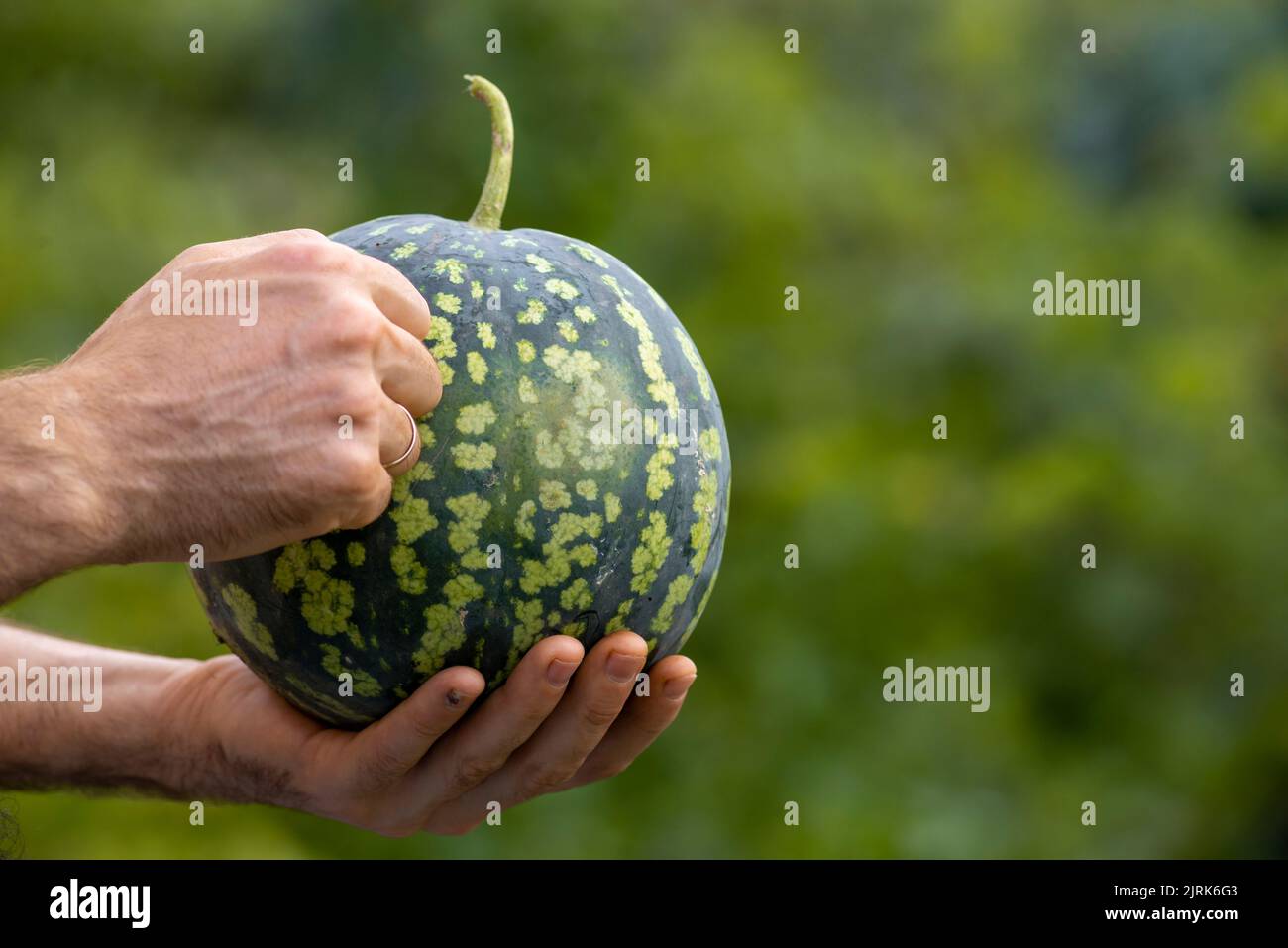 La mano dell'uomo tocca il cocomero - controllando la maturazione dal suono. Citrullus lanatus. Controllare tenendo piccola frutta fresca dolce delizioso. Foto Stock