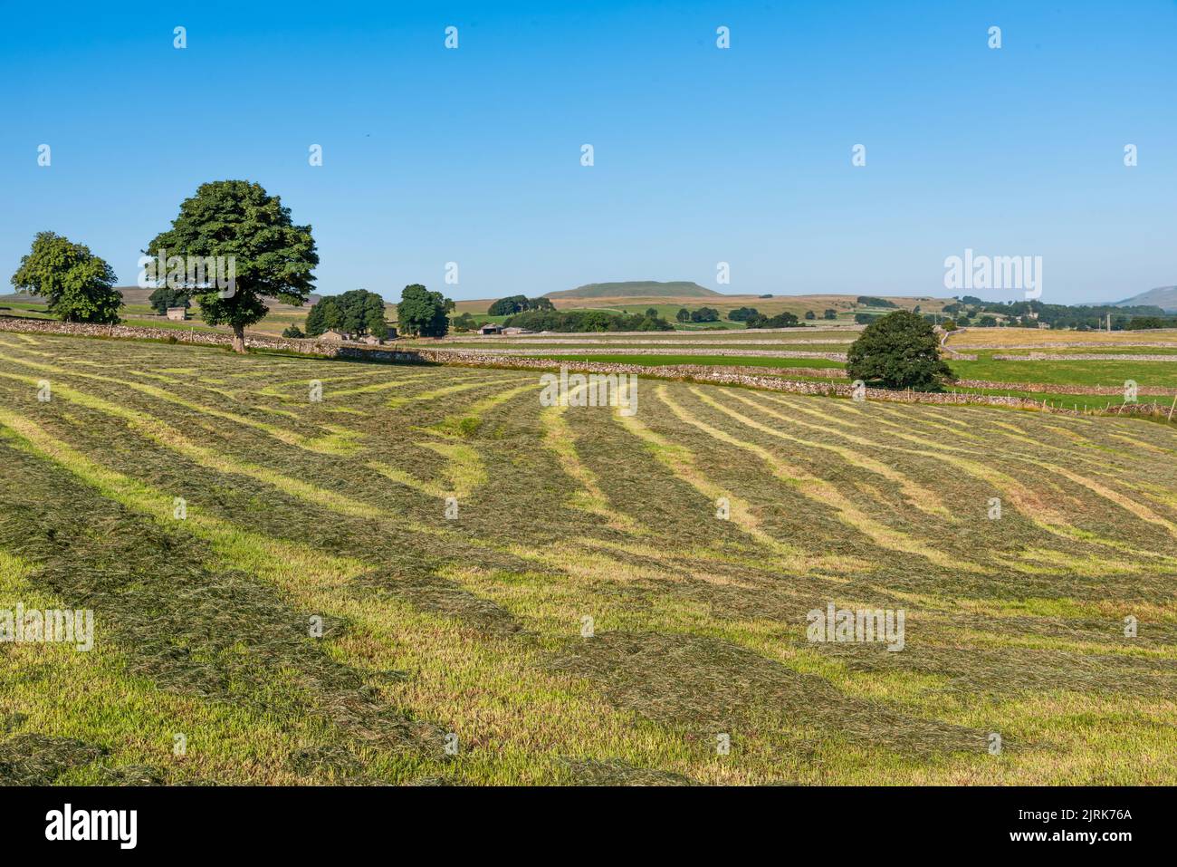 Campi di erba tagliata a Wensleydale Foto Stock