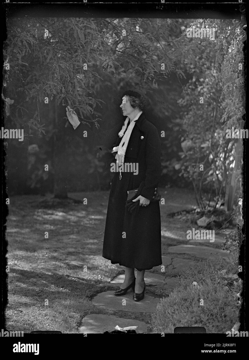 Lady Grey, circa 1934, Wellington, di J.W. Chapman-Taylor. Foto Stock