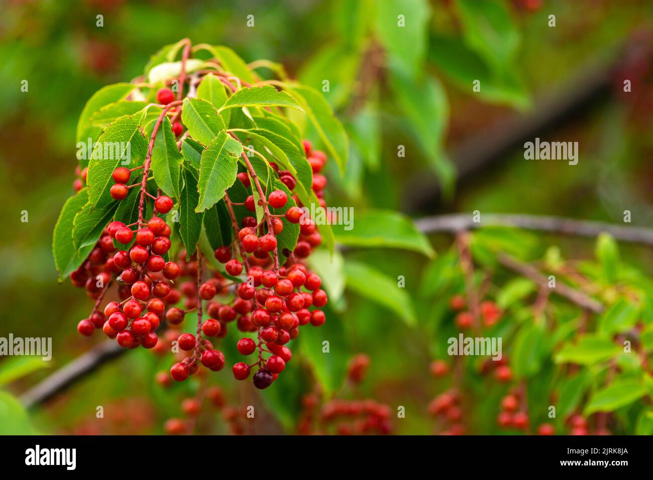 Bacche rosso uccello-ciliegio rametto di una foglia verde matura amaro frutta nera Prunus serotina Hagberry, albero di Mayday sfondo verde sfocato Foto Stock