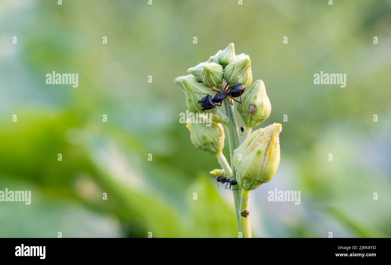 Primo piano shot di formica nera su spugna fiore zucca con spazio copia Foto Stock